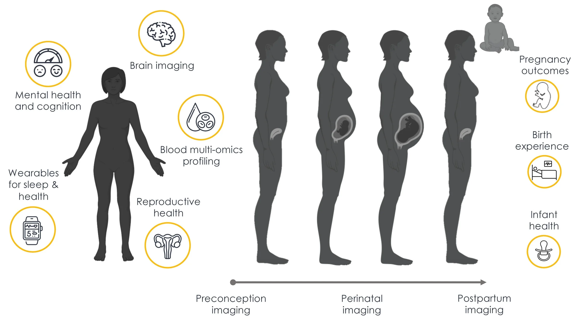 graphic showing how pregnancy affects the brain