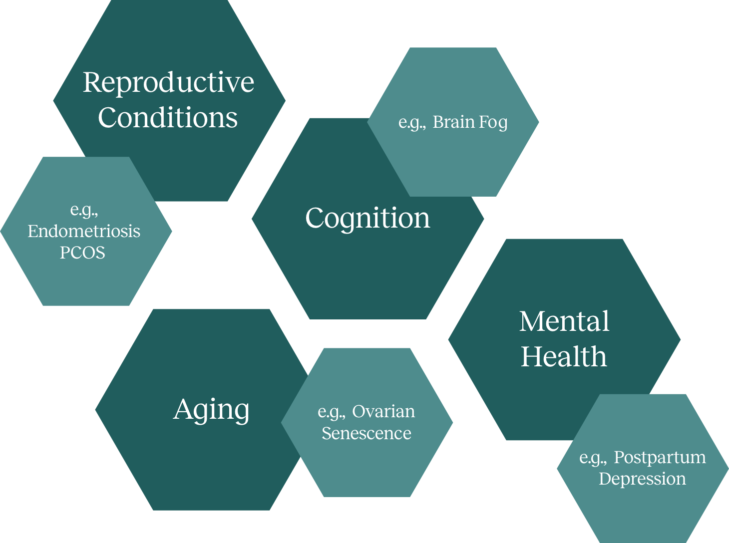 digram showing hexagons with the following text Reproductive Conditions e.g., Endometriosis PCOS Aging e.g., Brain Fog Cognition e.g., Ovarian Senescence Mental Health e.g., Postpartum Depression