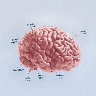 Illustration of brain with labelled sections